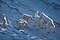 thm40_21-Wolfsfamilie im Schnee.jpg (60 x 40)